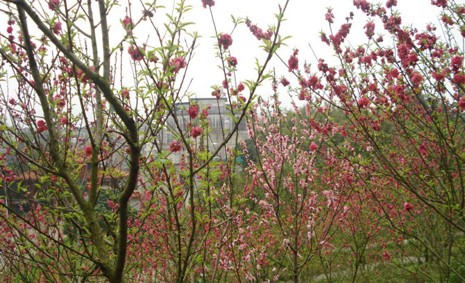 陆川的桃花就要凋谢咯(图片)