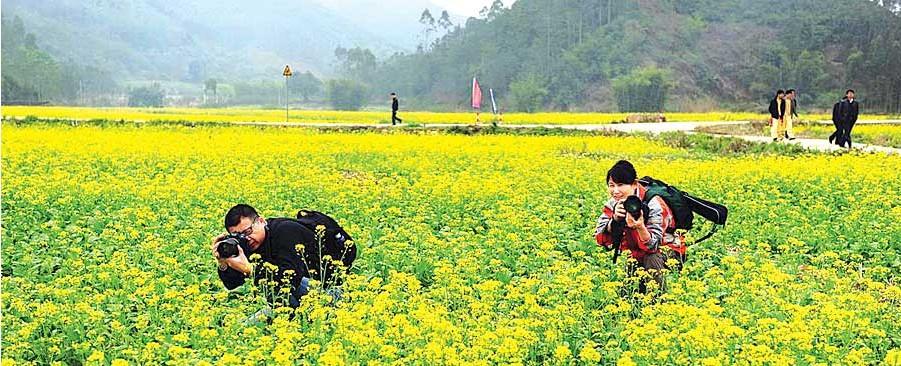 博罗横河花园村:古村落 百亩油菜花(图)