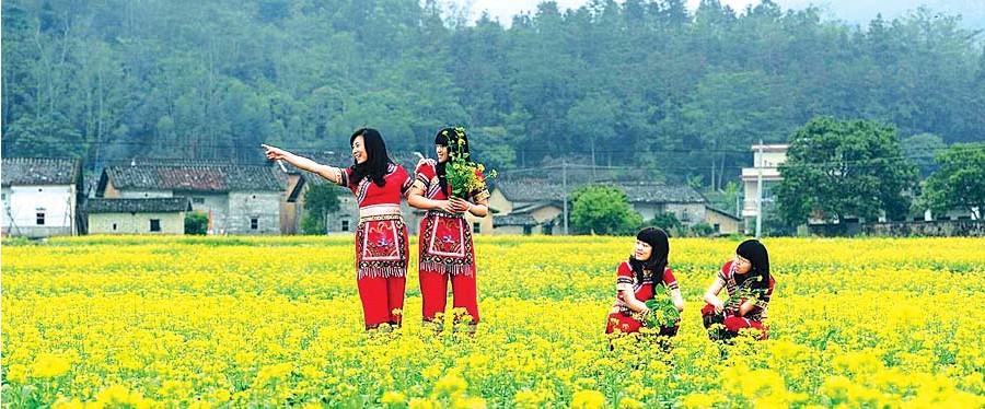 博罗横河花园村:古村落 百亩油菜花(图)