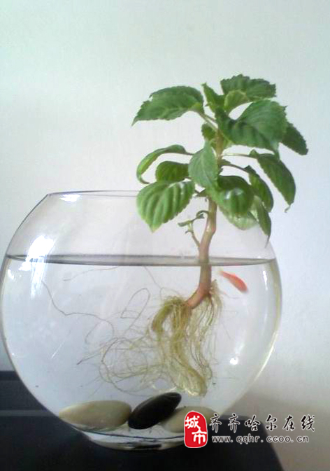 [分享]春天,室内的精致新式鱼缸花~_家居论坛_