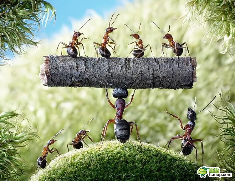 [贴图]另眼看世界 蚂蚁也疯狂_精彩贴图_礼县论坛