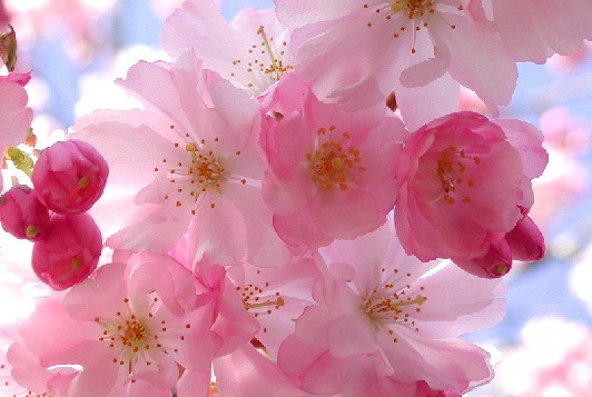 这是樱桃花吗 我在街上看见的_风光摄影_邓州