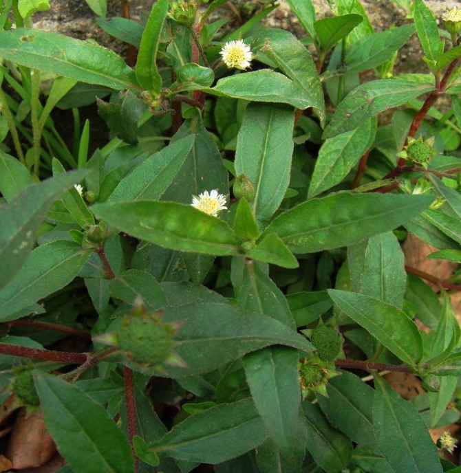 这些野草你知道名字吗?