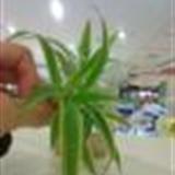 吊兰