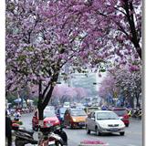 艳丽多彩的街道