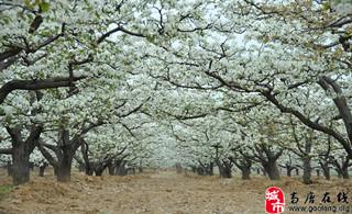 高唐梨花正烂漫,远方游子回家看