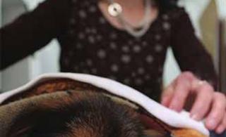 老主人去世忠犬挨饿守灵16天主人床前去世(图)