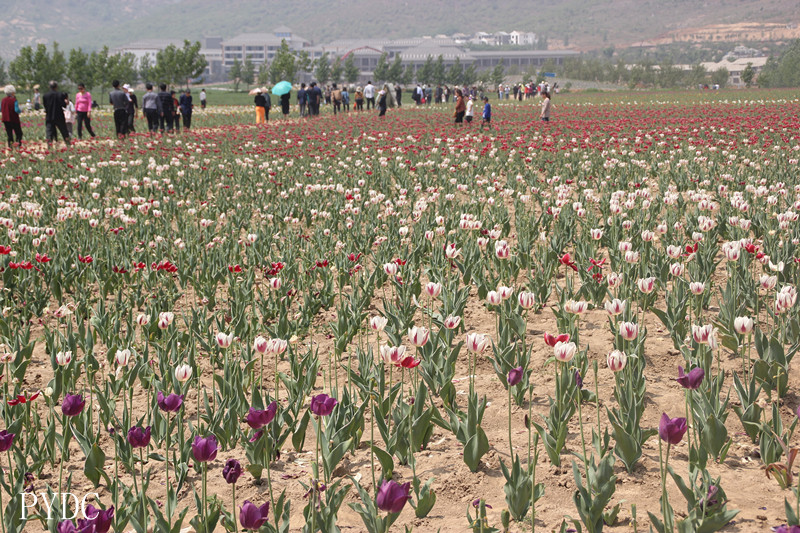 [原创]周末骑行嵖岈山郁金香园<em>遂平</em>生态园_骑