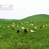 黔东草海