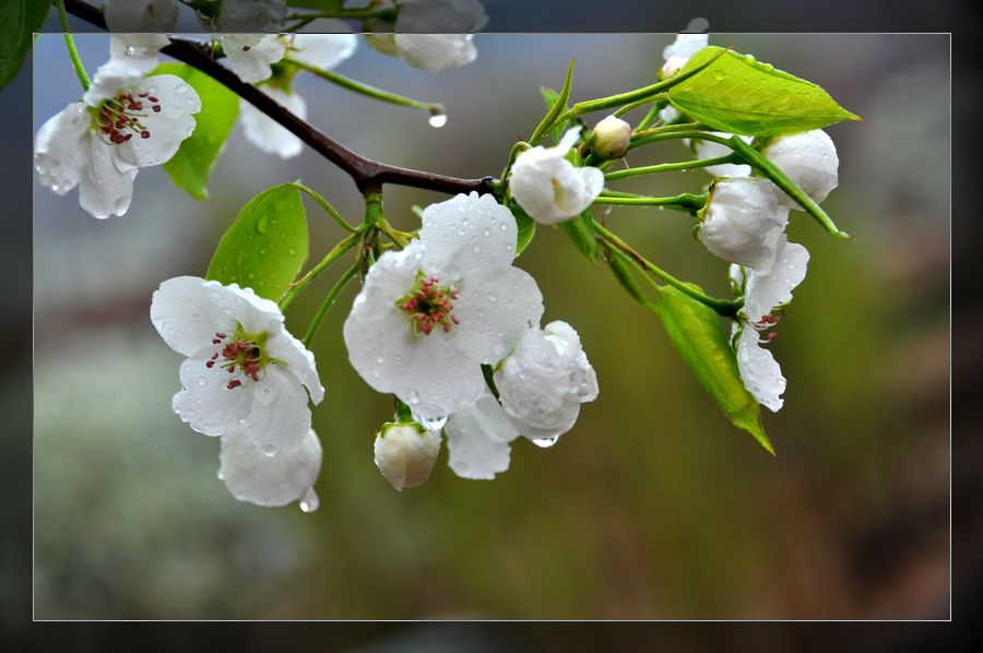 主题: 梨花开.春带雨