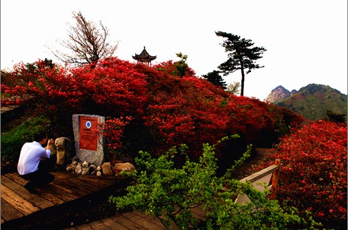 组图:2012年湖北麻城龟峰山风景区杜鹃花花期预报