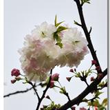 靓丽的樱花