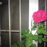 ��ǰ��õ�廨���ö�����ժ��