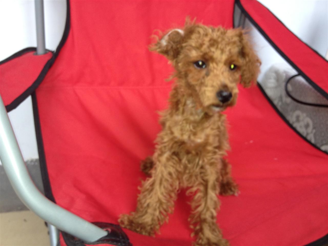 做了一发型师,_家有宠物