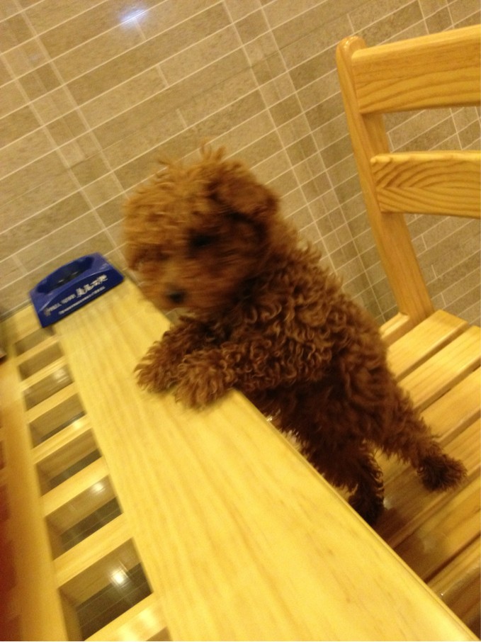 做了一发型师,_家有宠物