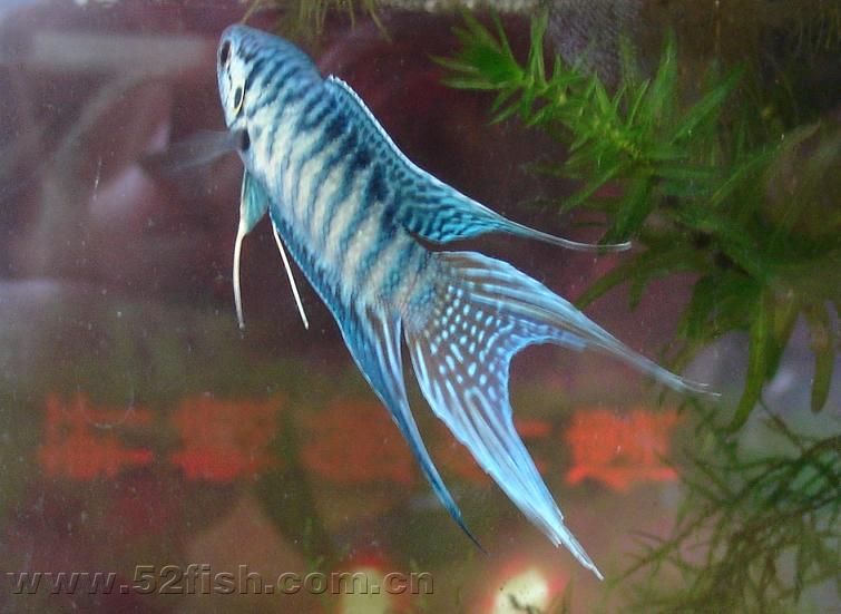 中国斗鱼 蓝叉_侃吧闲聊_揭西论坛_揭西信息网