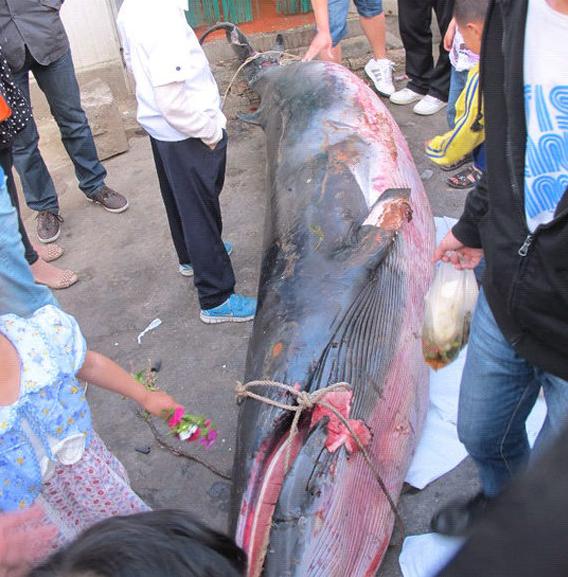 山东高校食堂现死亡鲸鱼_社会闲谈