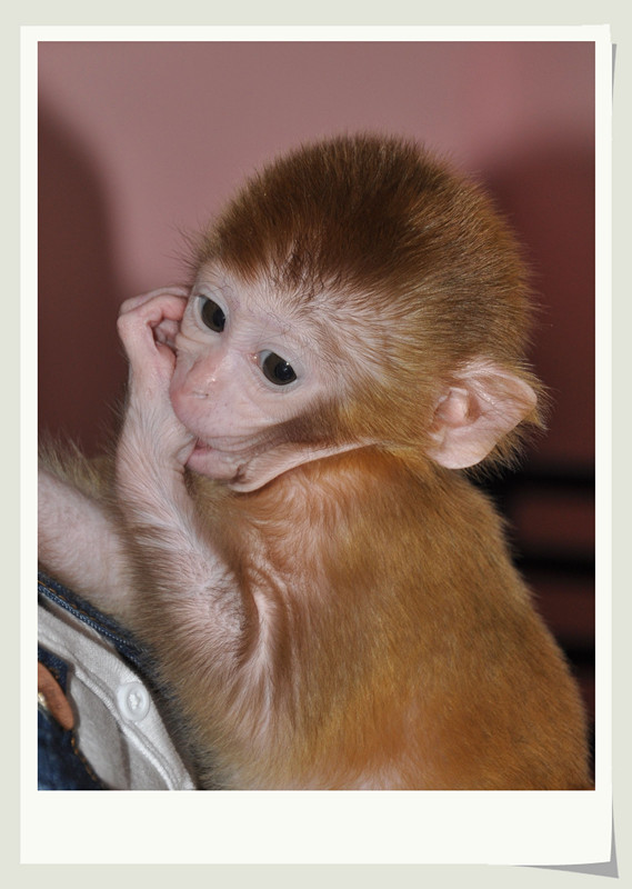 [原创]宠物 [袖珍猴]_影协会员交流区
