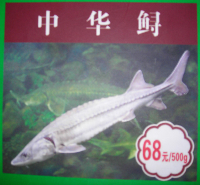 珍稀动物手抄报资料_动物世界 珍稀动物手抄报资料