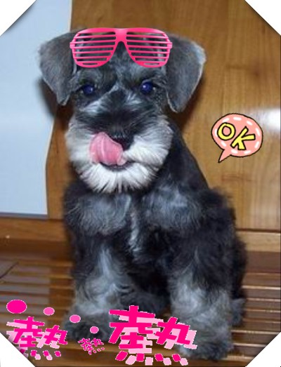 5公斤 很可爱 有长胡子 常眉毛