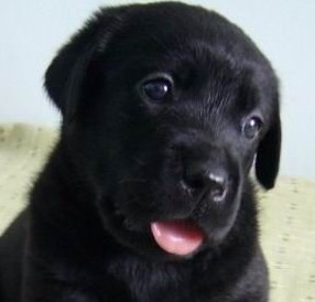 纯种黑色拉布拉多犬一公一母2个多月大了转让