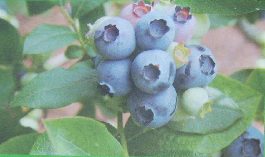蓝莓产品大全 20110711122338004.jpg