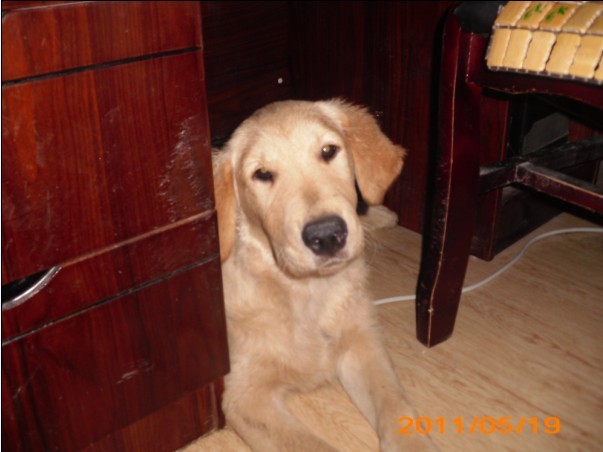 四个月金毛犬图片,宠物壁纸图片,狗狗图片 - 太