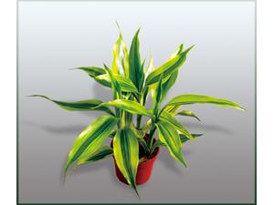 金边富贵竹_家居街_建水在线