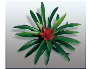 红色千禧星_家居街_建水在线