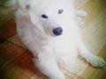 雪白银狐犬出售
