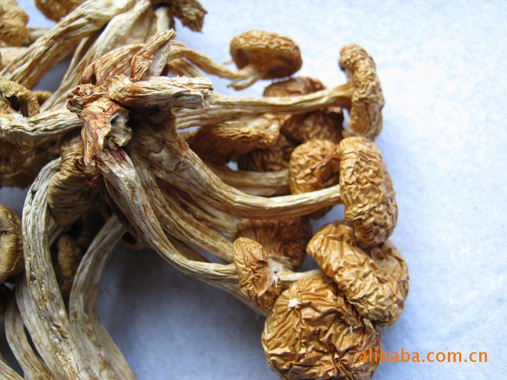 收购各种人工栽培和野生食用菌_网上逛街_平