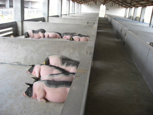 我县兴泰、丰源农民养猪专业合作社联合社相继