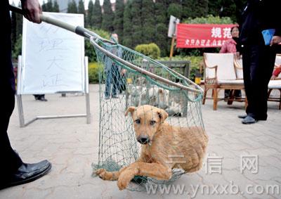 狂犬病疫苗海鲜_狂犬病患者图片_海鲜图片大全(2)