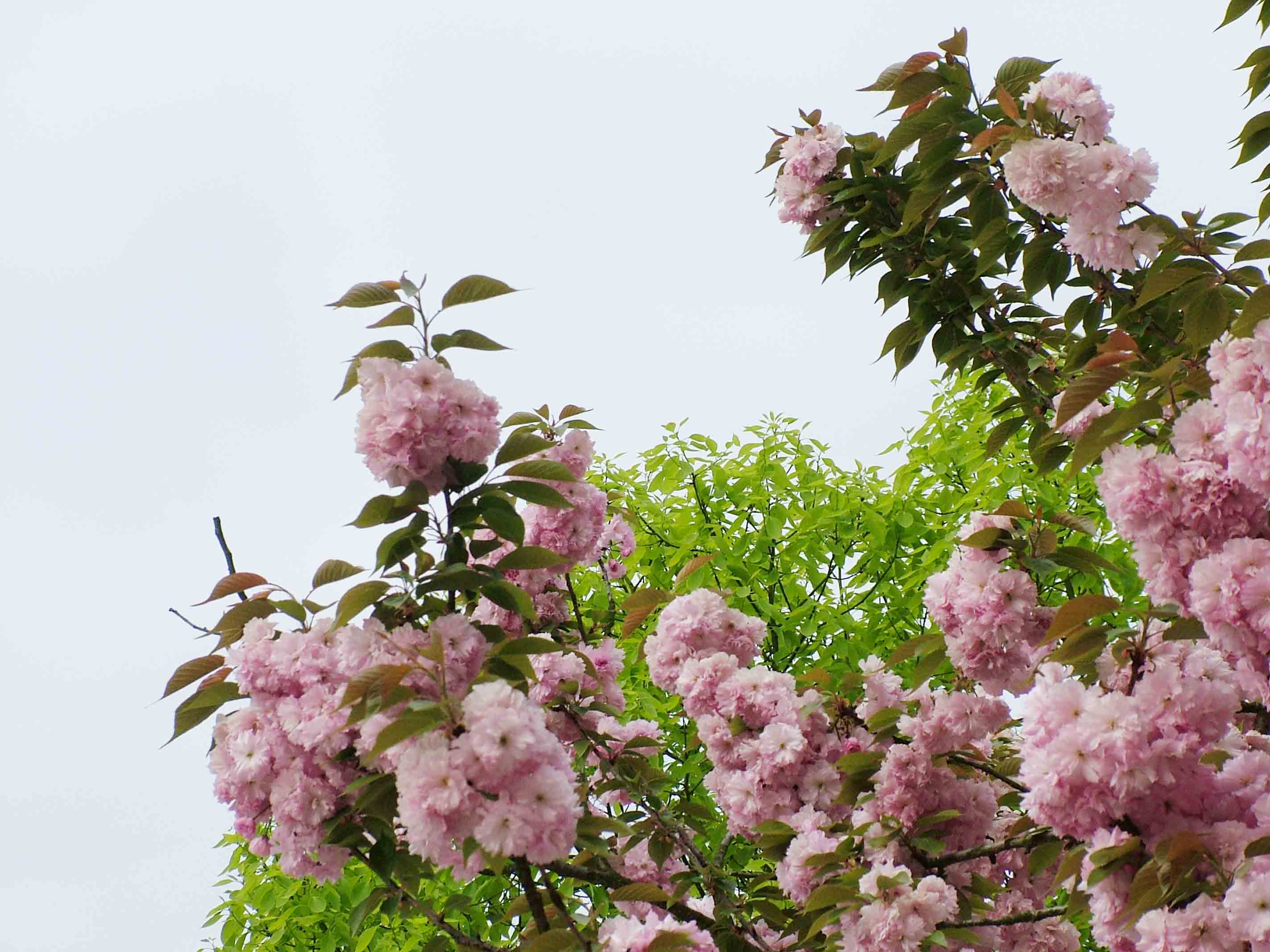 <em>春意盎然</em>_<em>春意盎然是什么意思</em>_相见恨晚_描写