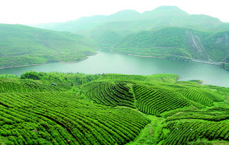 都匀毛尖:一个富民产业的振兴之路