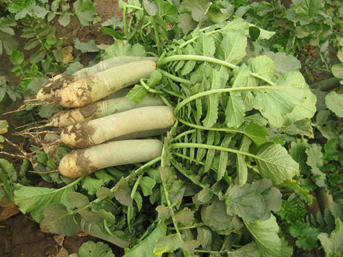 20111182113548.jpg