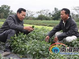 儋州:农技特派员春节不歇 田头给辣椒“看病”