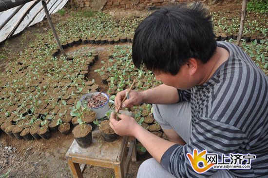 邹城唐村镇:西瓜种植不畏风寒,邹城热点,邹城在