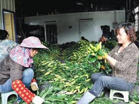 ��ƽ����̨�򣺰ٺϻ���ֲ����850���� �����ֵ4300��