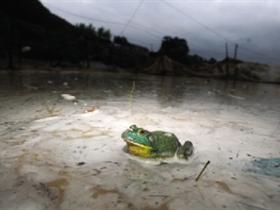 平江县:大雨冲走水塘布栏 上万只牛蛙
