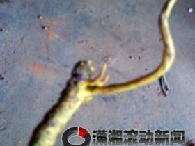 ��������ڵ������Ĳݣ�ר�Ҽ�����������[ͼ]