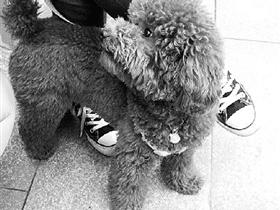 宜昌一贵宾犬酷爱飙高音(图)