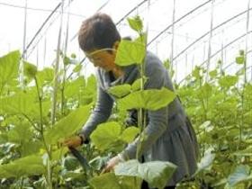 天津滨海新区大港无公害蔬菜热销周边城市
