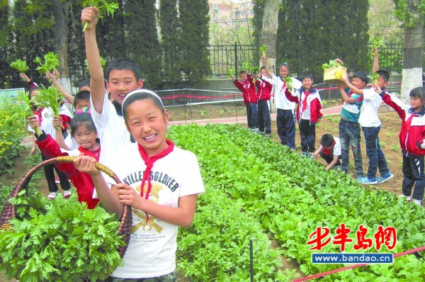 青岛一小学校建"开心农场" 让孩子体验农家乐