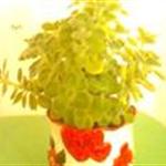 �ʻ��辰
