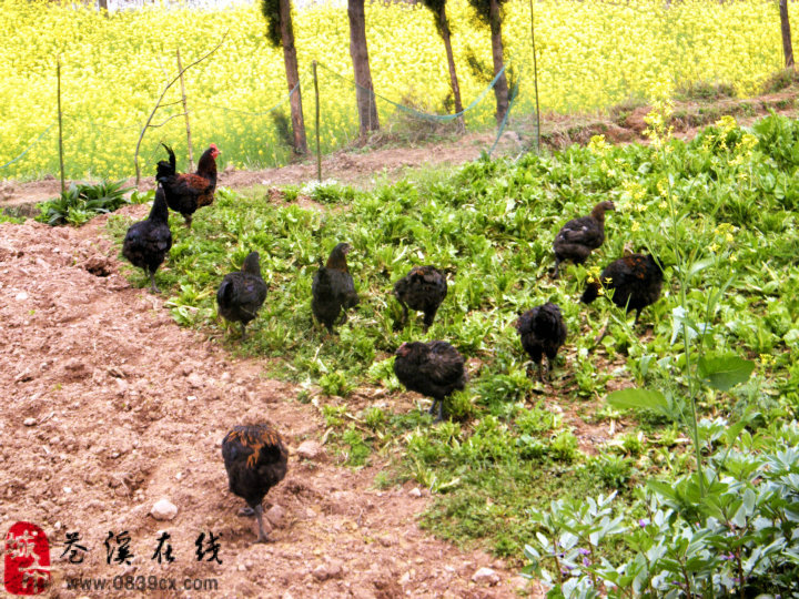 [团购]打牙祭了,邻家有土乌鸡_生活服务_苍溪论