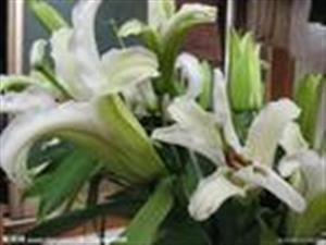 百合