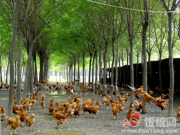 渭南哪里可以批发到鸡蛋,电话号码多少