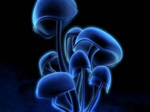 夜光系列 夜光系列
