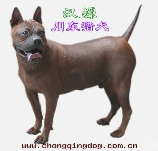 出售纯种川东猎犬